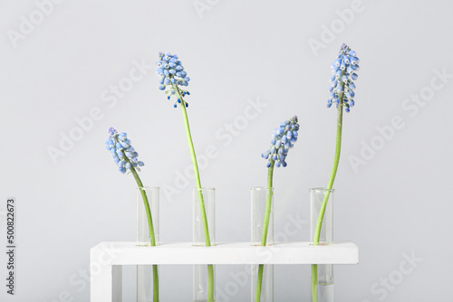 Test-tubes with Muscari flo...