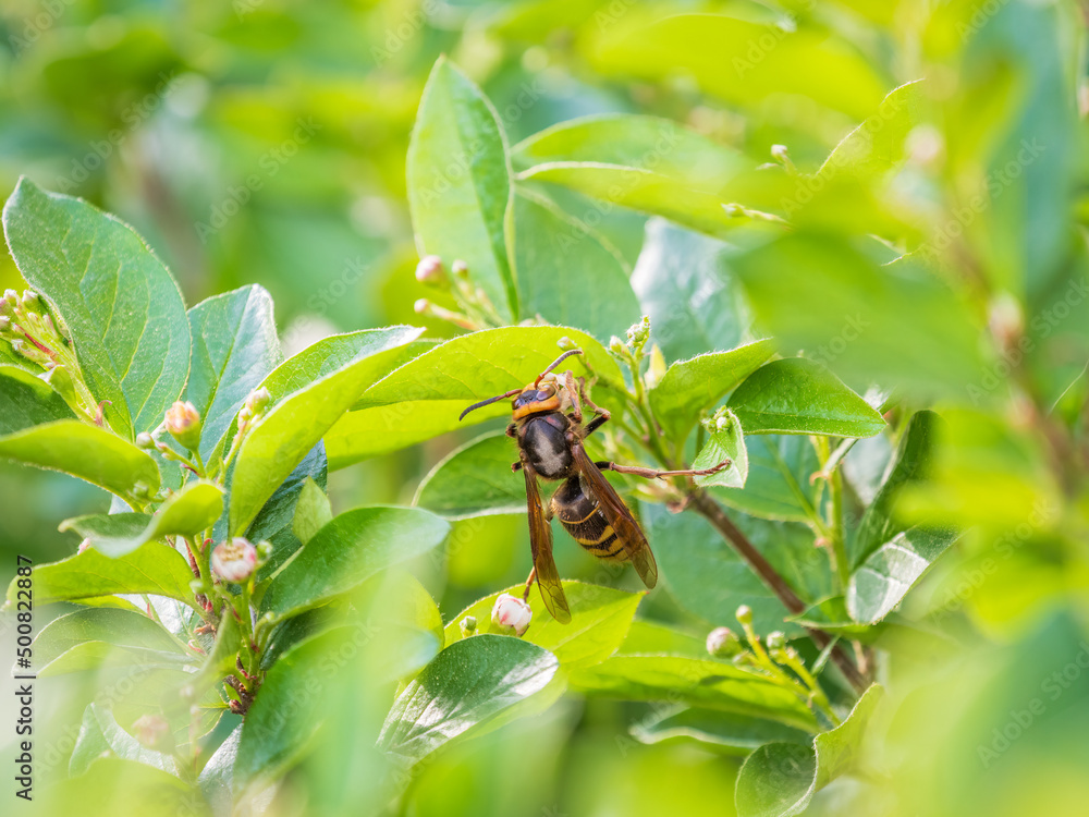 Median Wasp, Dolichovespula media, forages on green leaves with flowers