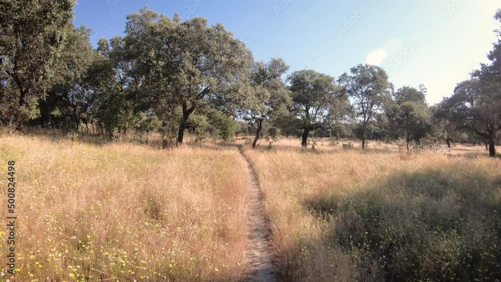 Via de la Plata, single track through a holm oak plantation between Carcaboso and Venta Quemada, province of Cáceres, Extremadura, Spain - dolly Via de la Plata, single track through a holm oak plantation between Carcaboso and Venta Quemada, province of Cáceres, Extremadura, Spain - dolly