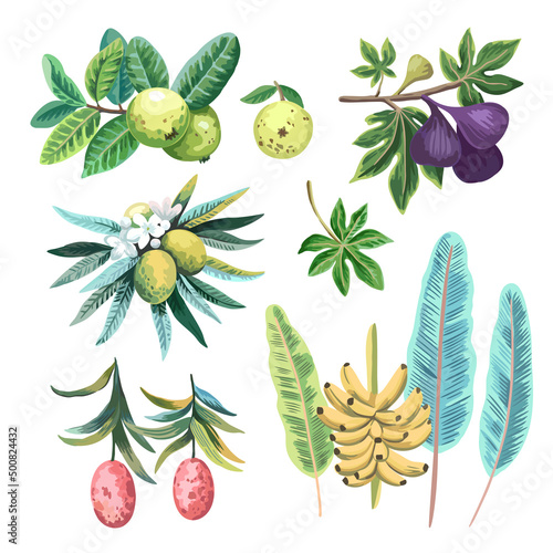 Set of tropical exotic fruits in watercolor artistic hand painted style. 