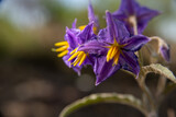 Silverleaf Nightshade Purple Flower with Yellow Center