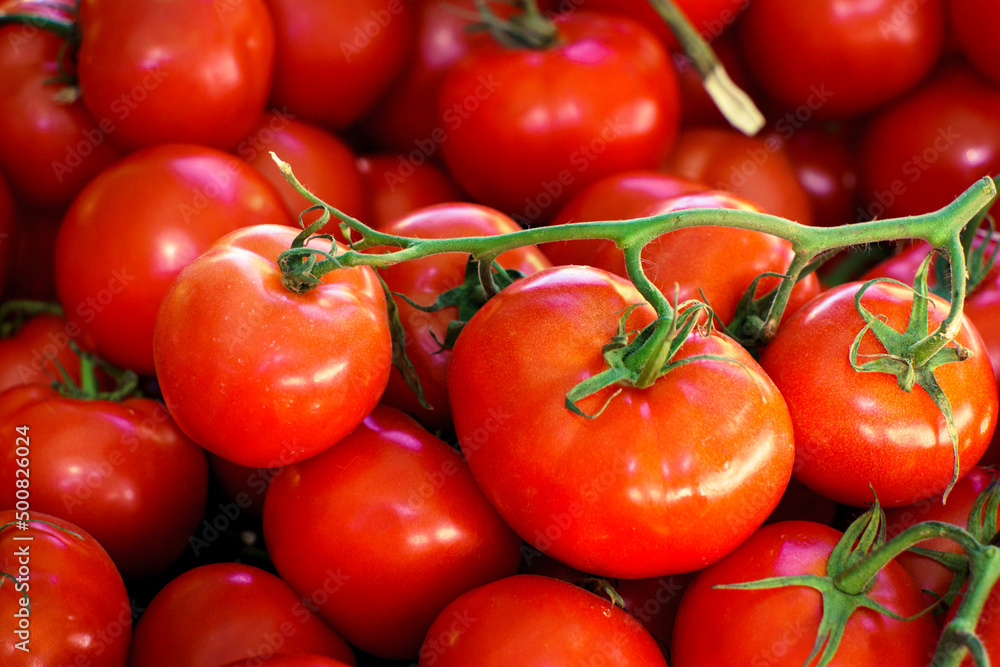 tomatoes on the vine