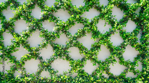 Green Ivy Leaves Growing On A Garden Wall In A Trellis Pattern