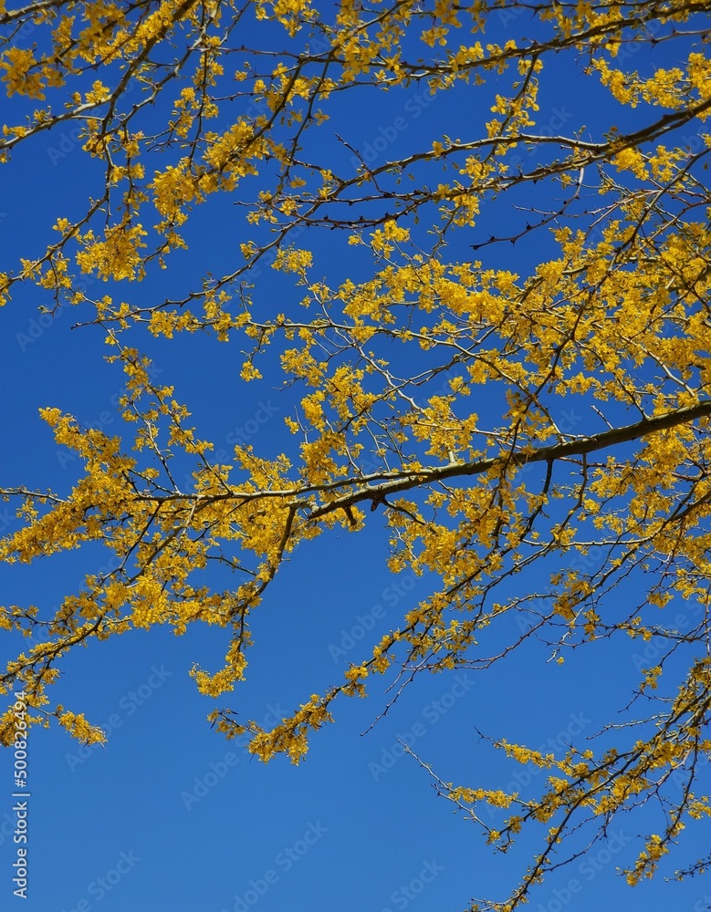 Fototapeta premium autumn leaves against sky