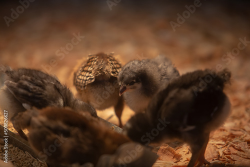 A view of baby chickens looking for food on the ground. photo