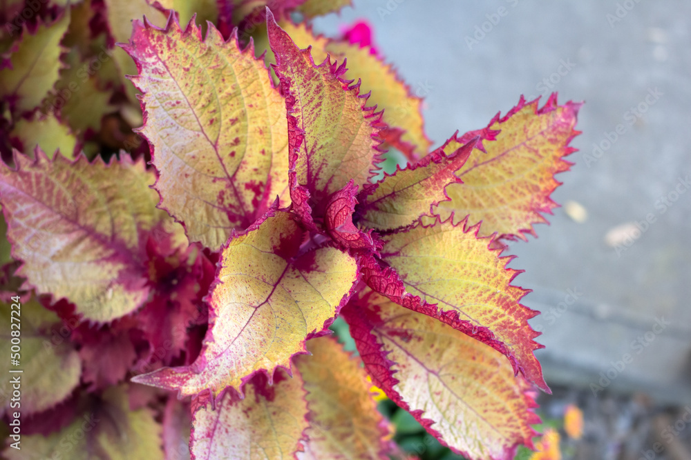 A view of a colorful coleus plant. A view of a colorful coleus plant.
