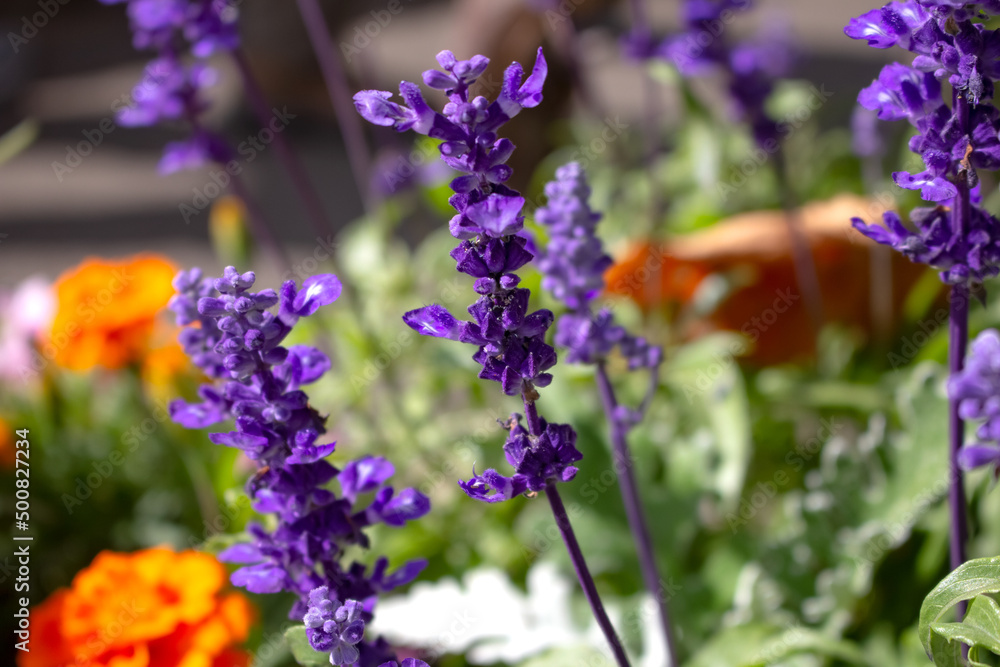 Fototapeta premium A view of purple salvia flowers.