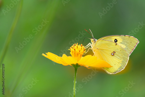 La mariposa amarilla está sobre la flor alimentándose del polen. © jesuschurion57