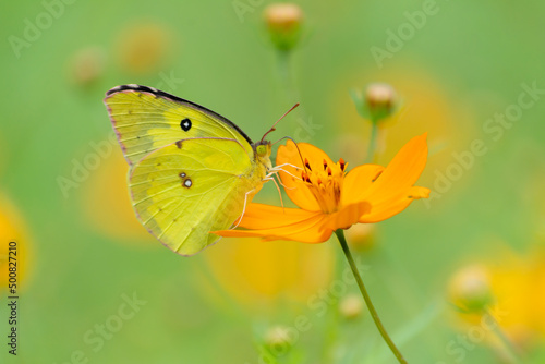 La hermosa mariposa está sobre la flor alimentándose. © jesuschurion57