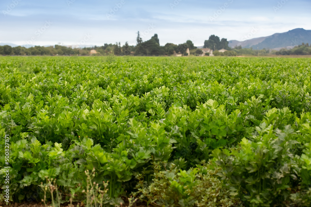 A view of a large field of celery agriculture, seen in the farmland of Gilroy, California.