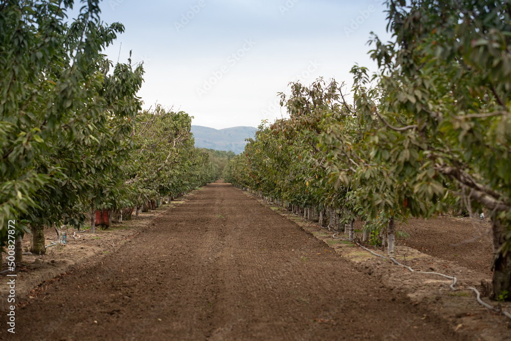 A view of an orchard of fruit trees, seen in Gilroy, California. A view of an orchard of fruit trees, seen in Gilroy, California.