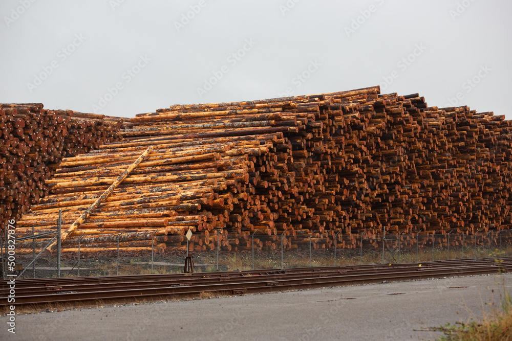 A view of a large pile of tree logs seen at a local logging yard. 