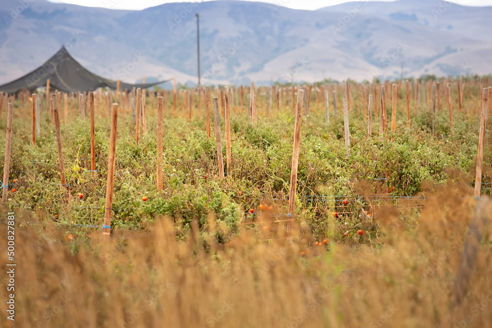 A view of a large field of tomatoes, growing in the farmlands of Gilroy, California.