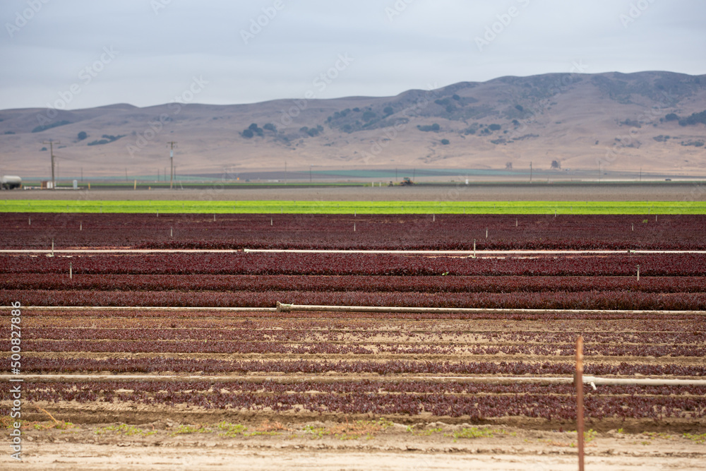 A view of a variety of rows filled with colored vegetables, seen in the farmlands of Gilroy, California.