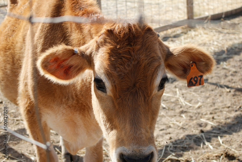 A view of a cow, seen through a metal fence, at a local farm.