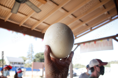 A view of a hand holding an ostrich egg, seen at a local petting zoo.