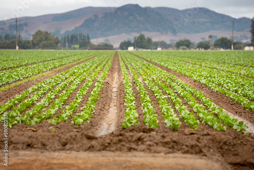 A view looking down some rows of leafy green product, seen in the farmlands of Gilroy, California.