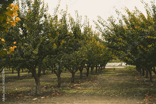 A view of an orchard of fruit trees, seen in Gilroy, California. photo