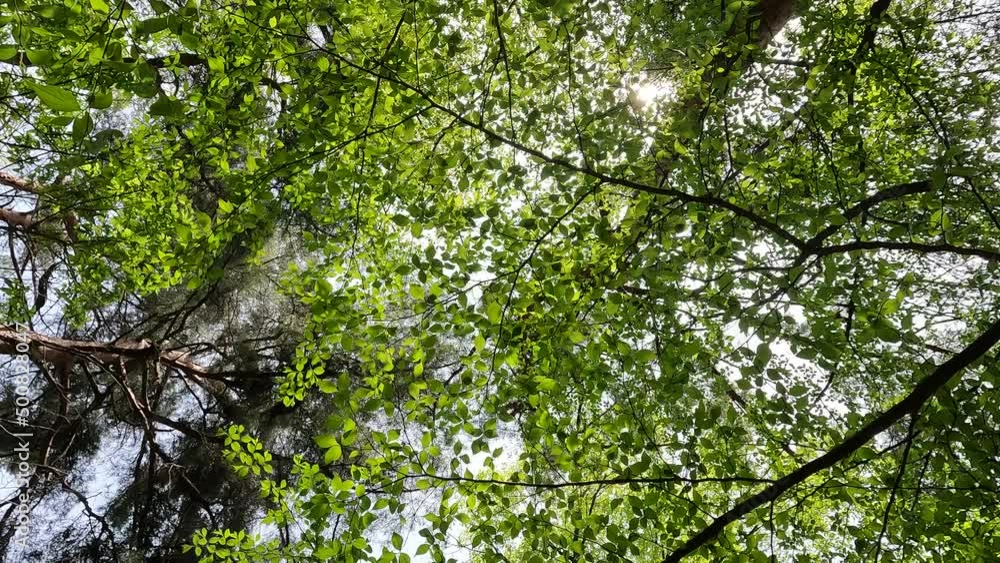 trees and sun in forest trees and sun in forest