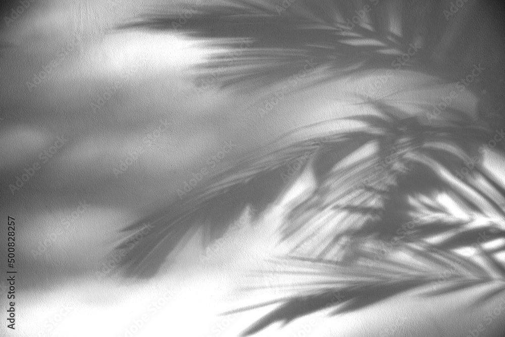 Abstract white background shadow of natural leaves, tree branches falling on the wall. Transparent blurry shadows of tropical foliage in the morning sun. Abstract white background shadow of natural leaves, tree branches falling on the wall. Transparent blurry shadows of tropical foliage in the morning sun.