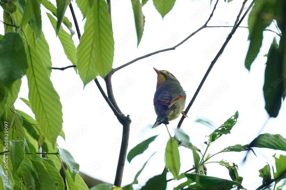 red billed leiothrix on a branch red billed leiothrix on a branch