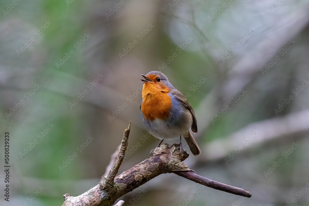 robin on a branch robin on a branch