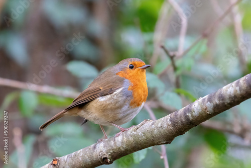 robin on a branch © Rolandas