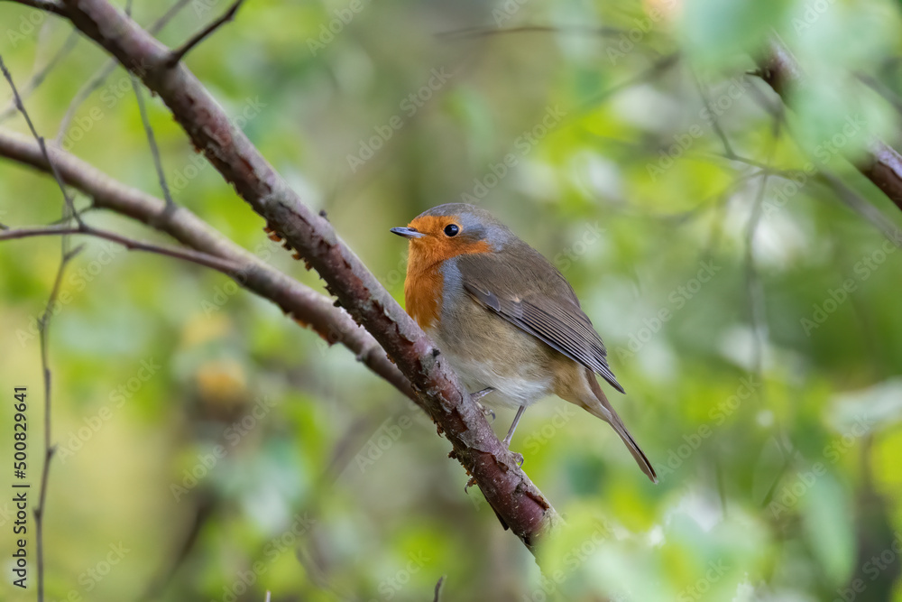 robin on a branch robin on a branch