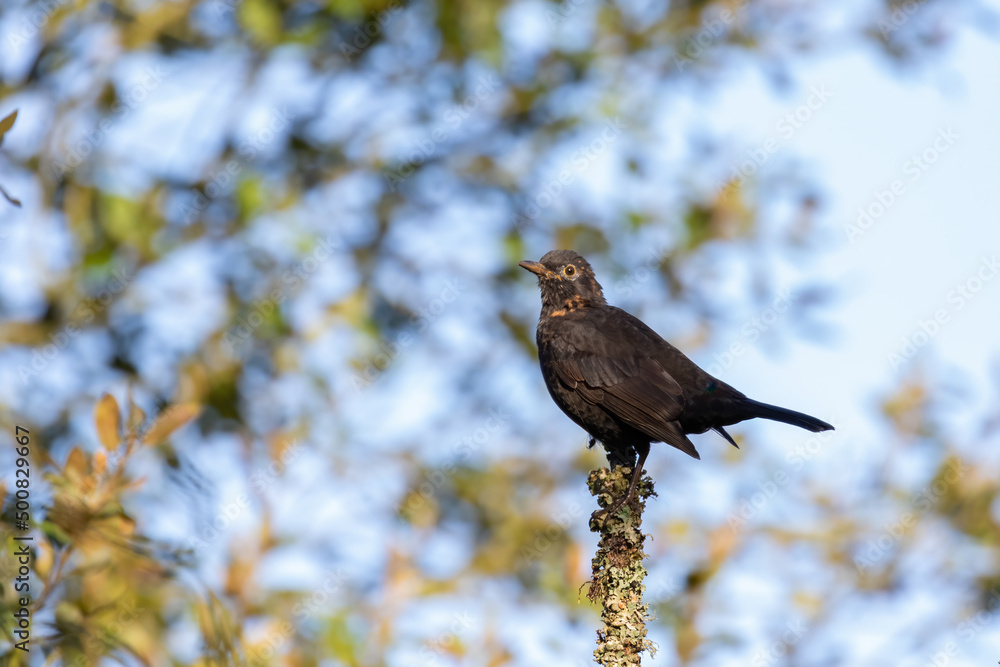 Fototapeta premium a bird on an blue background squats on a bush