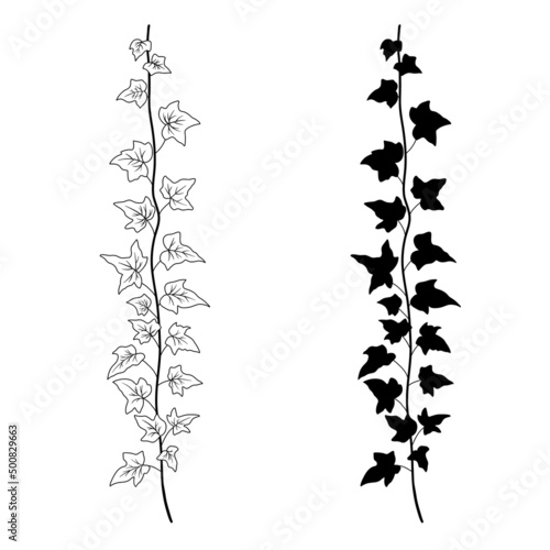 Ivy branch line art and silhouette. Vector monochrome botanical sketch isolated on white. Creeper plant