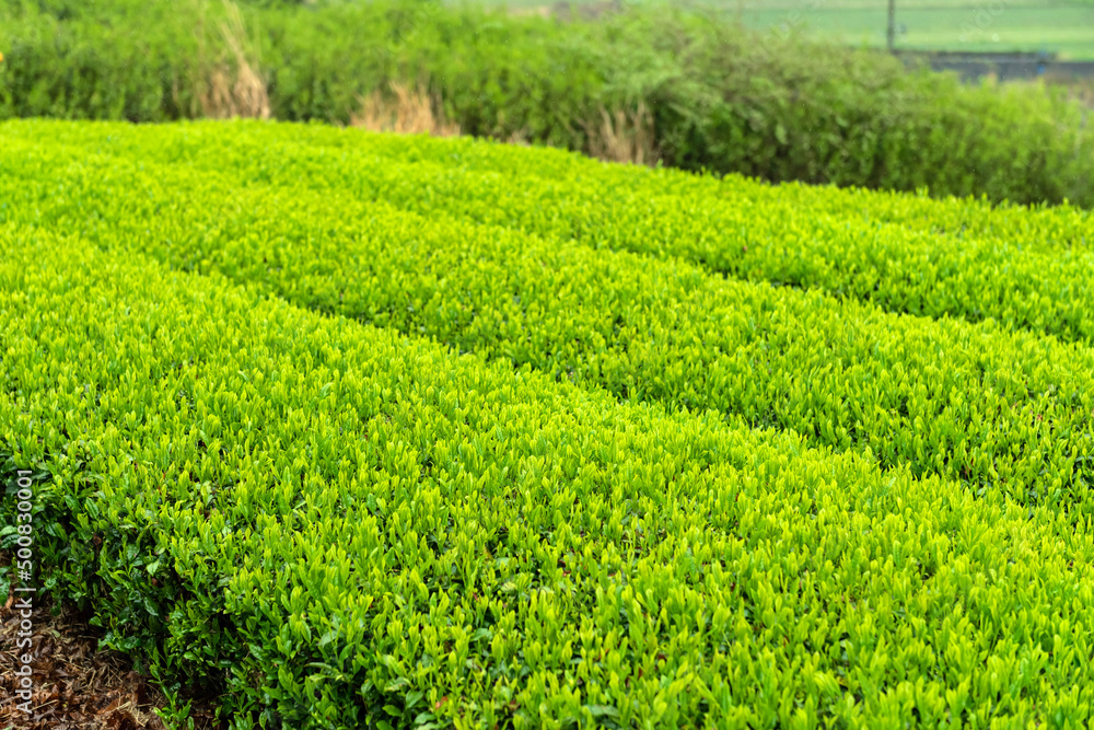 一番茶・摘み取り前の茶畑 一番茶・摘み取り前の茶畑
