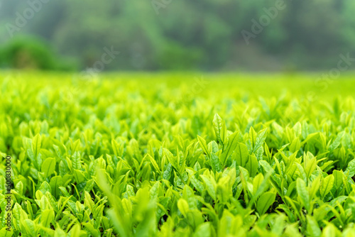 一番茶・摘み取り前の茶畑 photo