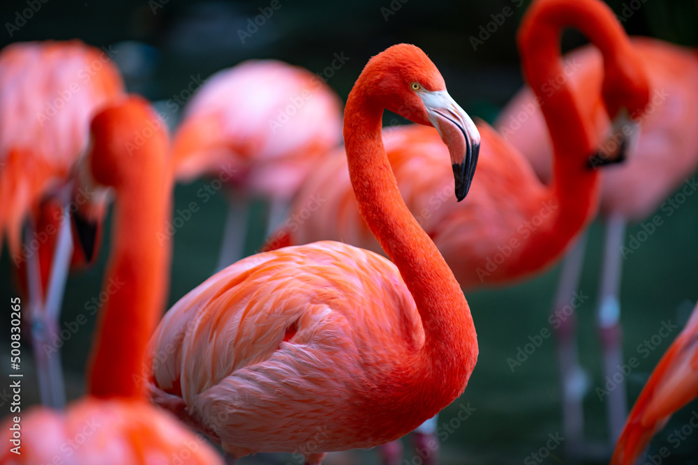 Beautiful flamingos walking in the water with green grasses background. American Flamingo walking in a pond. - obrazy, fototapety, plakaty 