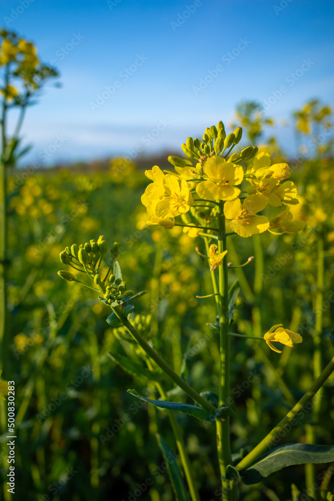 Obraz premium a close up of yellow rapeseed flowers on a field