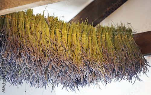 Lavender hanging in the attic - New Zealand