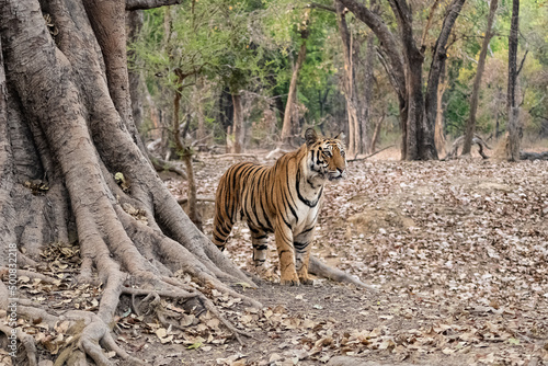 A wild tiger lying in the forest in India  Madhya Pradesh  close portrait  