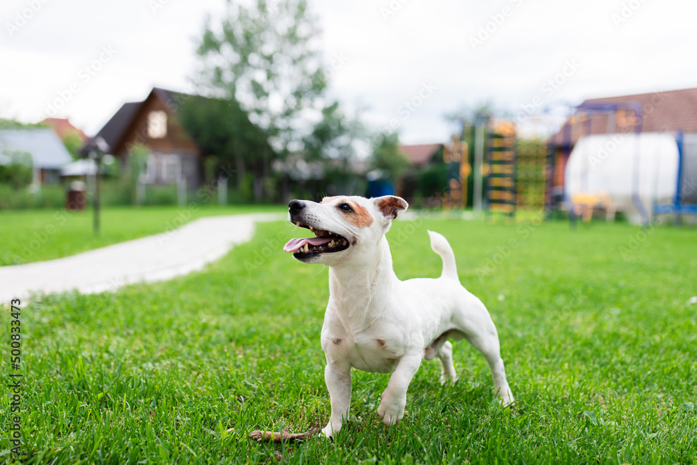 The dog in the backyard on the lawn is ready to play. Jack Russell Terrier. Front view.
