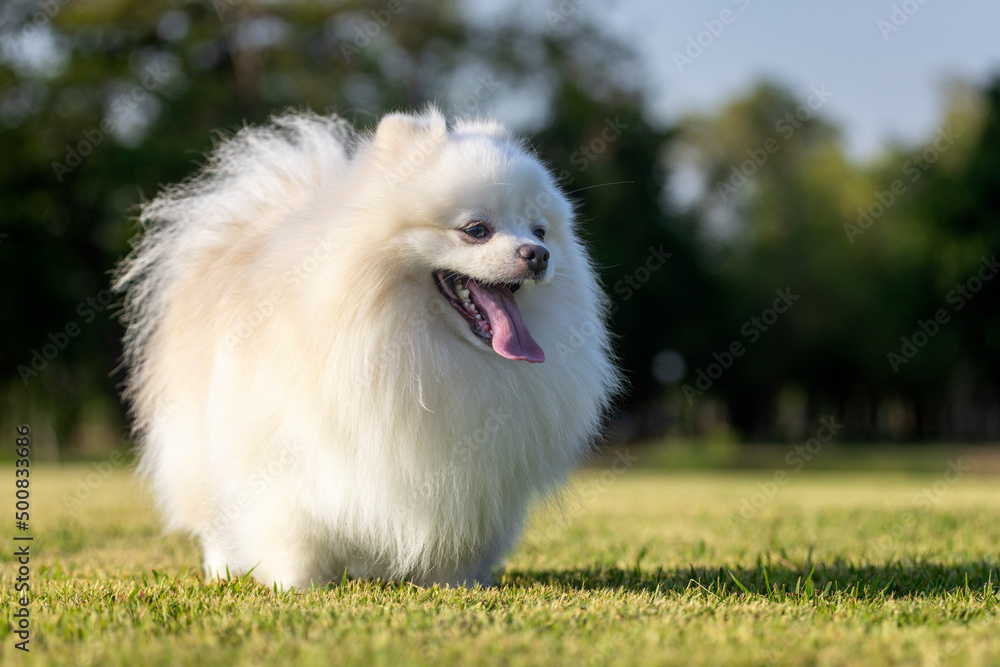 A white Japanese Spitz dog standing on the green lawn in the warm sunshine,lingers on the tongue to cool off