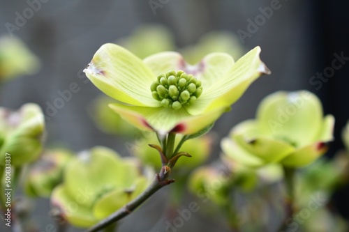 Wallpaper Mural アメリカヤマボウシ（ハナミズキ）の木 Torontodigital.ca