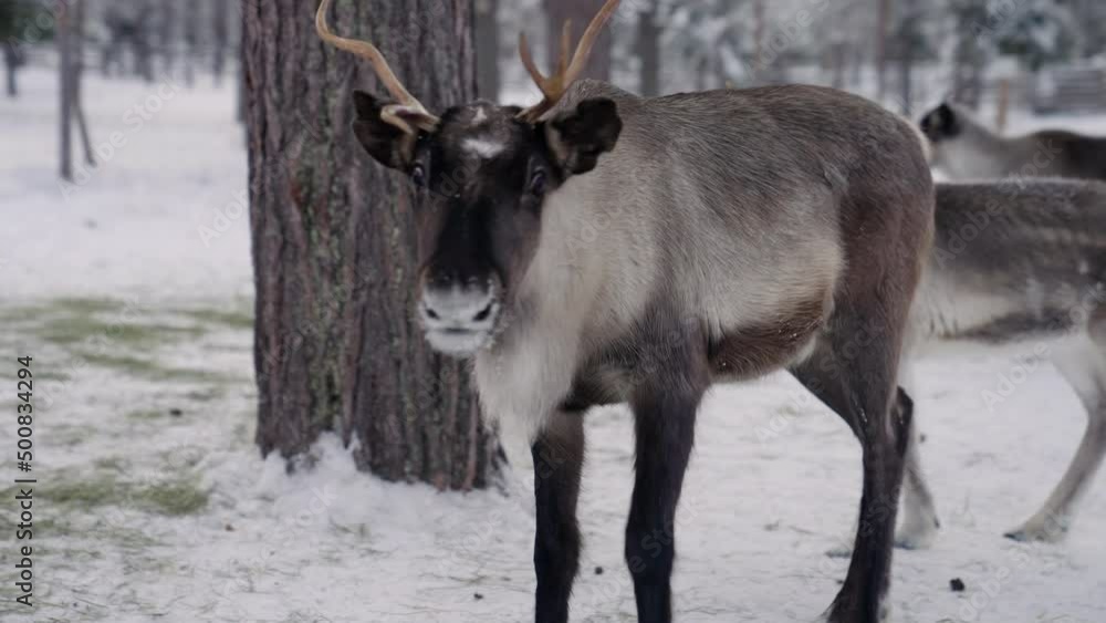 Reindeers In The Forest Farm In Muonio, Lapland Finland. Close Up Reindeers In The Forest Farm In Muonio, Lapland Finland. Close Up