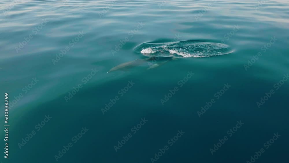 Dolphins Swimming In The Turquoise Water Of The Adriatic Sea Near Lošinj Island, Croatia. Aerial Dolphins Swimming In The Turquoise Water Of The Adriatic Sea Near Lošinj Island, Croatia. Aerial