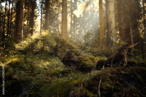 M  rchenhafer Wald. Unscharfer Hintergrund mit Sonnenstrahlen