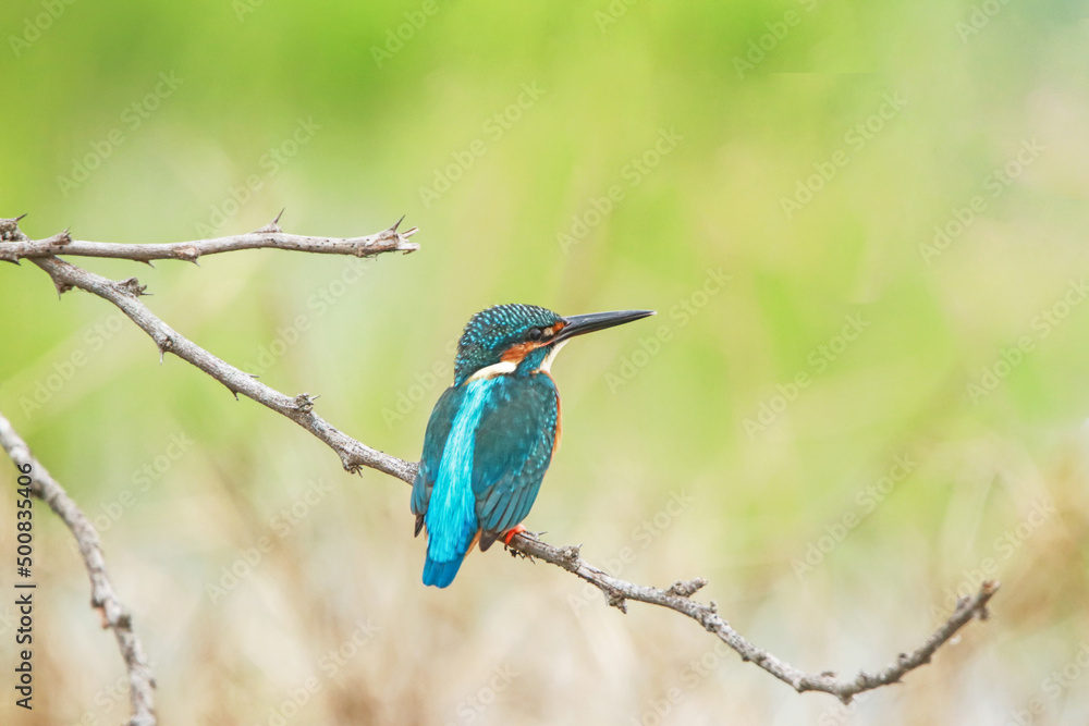 The common kingfisher on a branch The common kingfisher on a branch