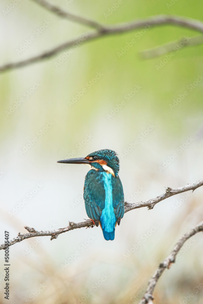 Fototapeta premium The common kingfisher on a branch