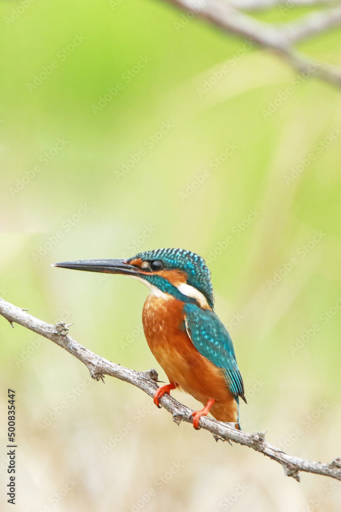 The common kingfisher on a branch The common kingfisher on a branch
