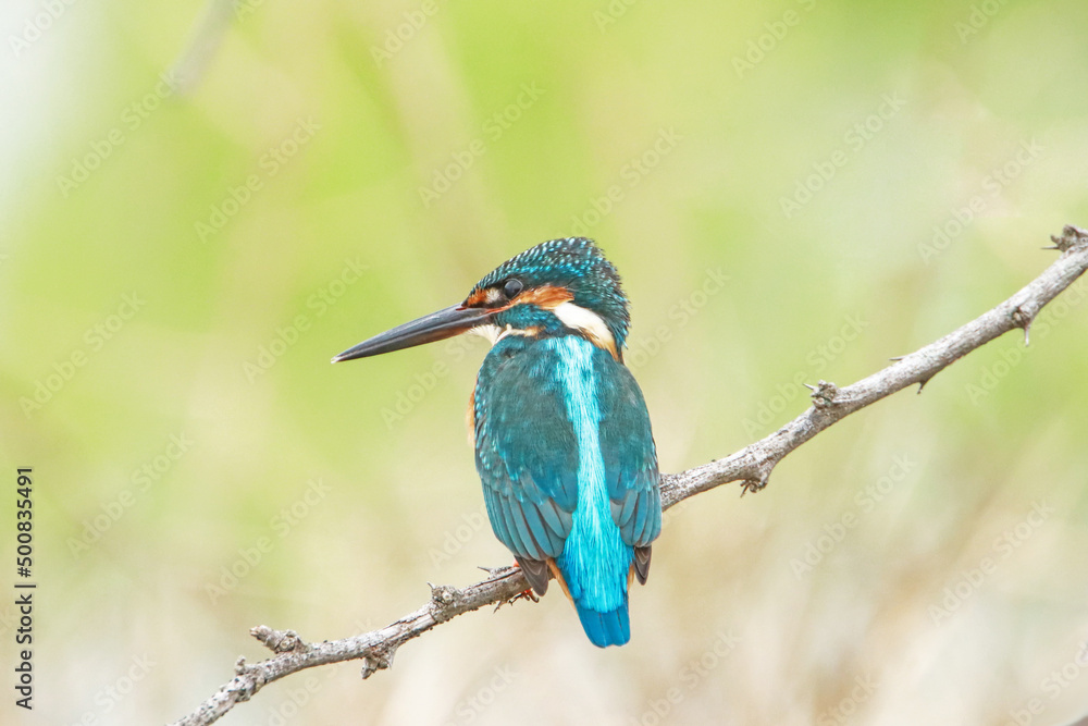 The common kingfisher on a branch The common kingfisher on a branch