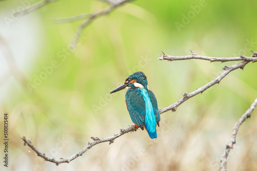 The common kingfisher on a branch