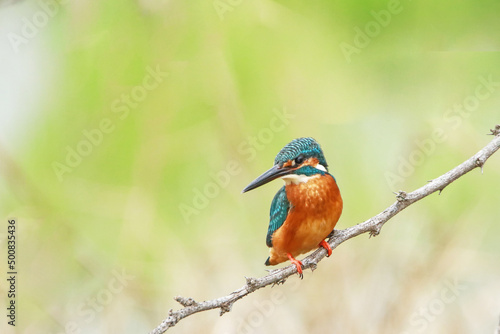 The common kingfisher on a branch