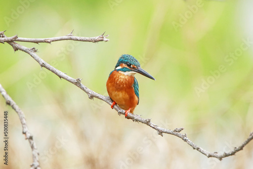 The common kingfisher on a branch