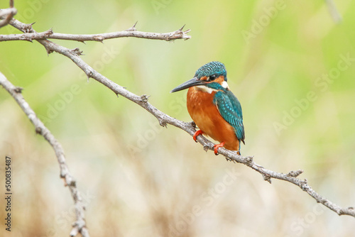 The common kingfisher on branch
